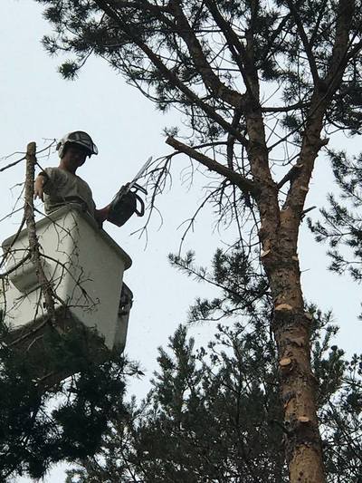 Tree removal work in coastal Maine