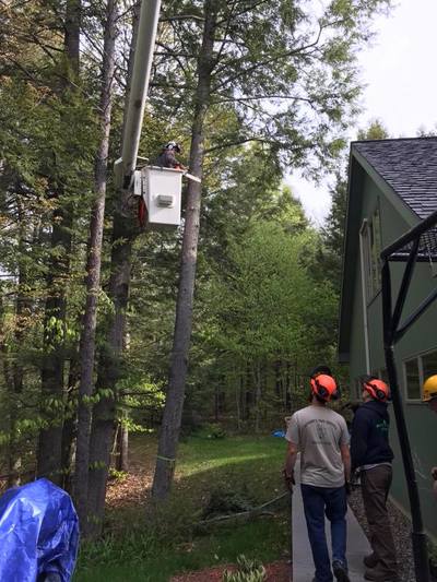 Large tree take-down in progress