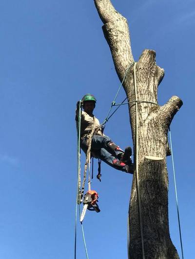 Brush chipping operations