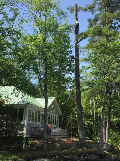 Pruning mature trees in Maine