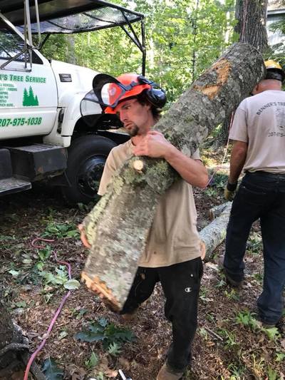 Tree removal near structure